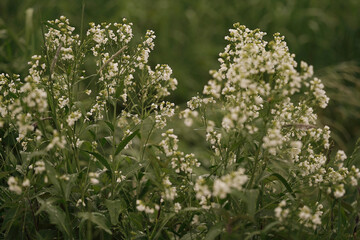  group of white flowers with small green leaves, growing in a field. The flowers appear to be in full bloom, and the background is blurred, focusing attention on the plants.