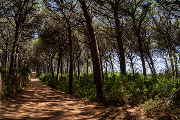 Fototapeta premium view into a long path in the pine forest or pine woods between Marina di Bibbona and Cecina Mare in Tuscany Italy