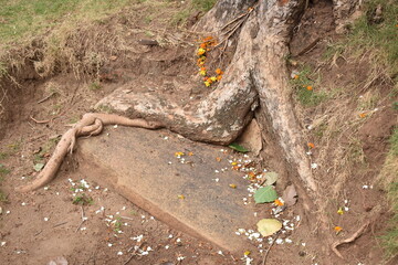 Sacred Boo Tree (Ficus Religiosa, Sacred Fig) and Sacred Stone Bench (Vajrasana) at the Sri Bhodiraja Aranya Senasanaya, Hiriwadunna, Habarana, Sri Lanka.