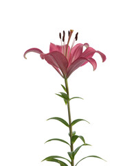 Pink lilies on white isolated background