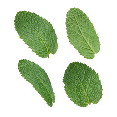 Mint leaves on white isolated background