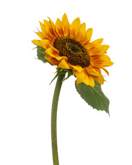 Yellow sunflowers on white isolated background