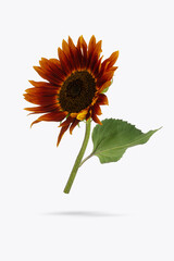 Red maroon sunflowers on white isolated background