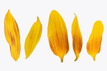 Yellow sunflowers on white isolated background