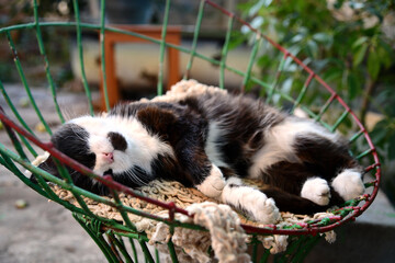 The elderly cat is asleep in his bed. Shallow