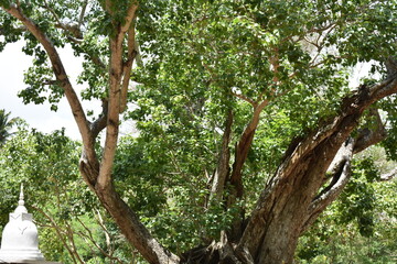 Fototapeta premium Sacred Boo Tree (Ficus Religiosa, Sacred Fig) at the Sri Bhodiraja Aranya Senasanaya, Hiriwadunna, Habarana, Sri Lanka.