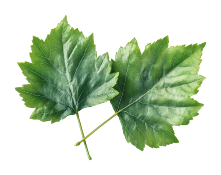 Green maple leaves nature scene botanical vibrant environment detailed view isolated on transparent background