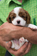 Five week old purebred puppy of Cavalier King Charles Spaniel breed, blenheim, in the hands of a man
