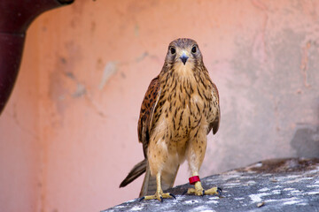Gheppio (Falcus tinnunculus) Kestrel standing upright, Sardinia, Italy
