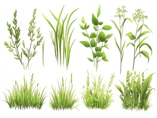 Fototapeta premium Varied cartoon grass bunches tall, leafy, clumpy, on a white backdrop