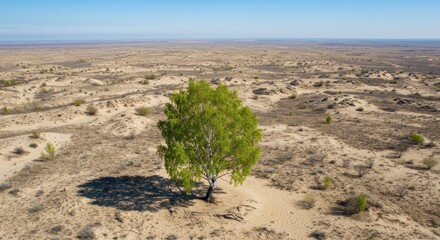 Lone birch tree thrives amidst vast, sandy desert landscape under a clear blue sky.