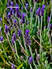 lavender flowers in the garden