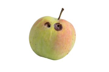 Worm-eaten organic apple with transparent background
