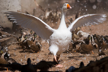 flock of birds running with a white goose (Anser anser) and lot of Mallard ducks. Sardinia, Italy