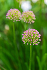 Close-up of a purple flower of ornamental leek growing in a field. In the background you can see other flowers shining on the green meadow.