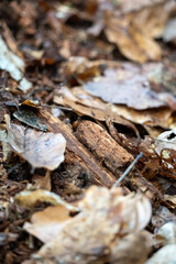 Forest Floor Close-Up: Autumn Leaves and Natural Debris, Woodland Ground Texture Background