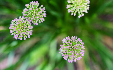 Close-up of a purple flower of ornamental leek growing in a field. In the background you can see other flowers shining on the green meadow.