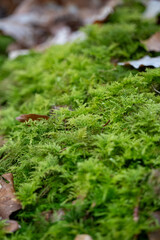 Lush Green Moss Carpet Close-up: Vibrant Forest Floor Texture and Organic Nature Background – Fresh Woodland Growth