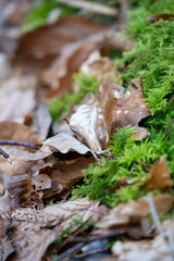 Forest Floor Contrast: Dry Autumn Leaves Meeting Vibrant Green Moss – Nature's Textures and Seasonal Transition Close-up