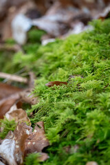 Vibrant Green Moss Texture Close-up: Lush Forest Ground and Organic Woodland Nature Background – Fresh Botanical Detail