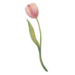 pink tulip isolated on white, delicate watercolor tulip in pink color