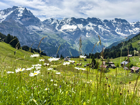 Swiss Mountain Wild Flowers - Powered by Adobe