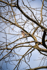 Eurasian Jay on Bare Winter Branch: Woodland Bird Against Blue Sky – Wildlife, Nature, and Seasonal Tree Portrait