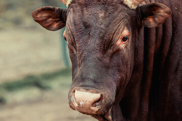 bull brown with big horns watusi portrait looking at the camera