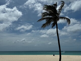 Solitary Palm Over a Tranquil Shoreline — Caribbean Beach Scene