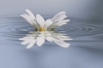  Single flower balanced on mirror or shallow water, mild ripples. 