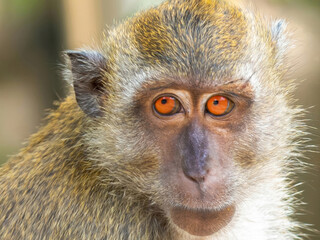 thailand macaque with bright eyes sits with folded legs on a blurred tropical background