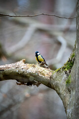 Great Tit Perched on Mossy Woodland Branch: Vibrant Bird in Natural Forest Habitat – European Wildlife Beauty
