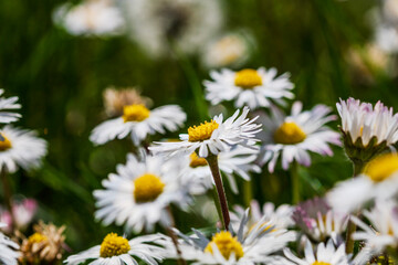 Nature scene with blooming bellis perennis, commonly known as the white daisy © Vlad Ispas