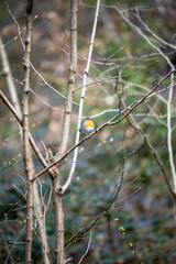 European Robin on Bare Woodland Branch: Iconic Bird in Natural Forest Habitat – Serene Wildlife Portrait