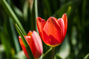 Spring and summer nature scene with blooming tulips