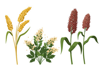 Illustration of sorghum millet and other plants in a botanical style