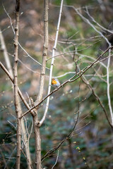 European Robin on Bare Woodland Branch: Iconic Bird in Natural Forest Habitat – Serene Wildlife Portrait