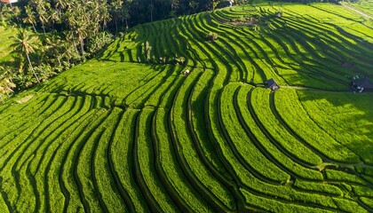 Aerial view of terraced rice paddies. Lush green rice fields in a series of meticulously crafted, descending terraces.  Shadows of trees and small structures are visible