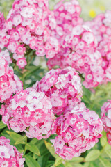 pink hydrangea flowers