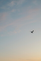 Ocean Sunset Sky Seagull Bird Flying