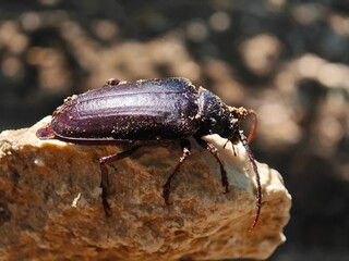 stag beetle on the tree