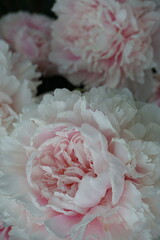 pink peonies sarah bernard