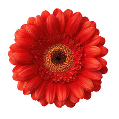 Close-up of a vibrant, round red gerbera daisy.  The petals are a deep crimson, and the center is a rich, dark orange-yellow.  The flower is in sharp focus against a pure black background