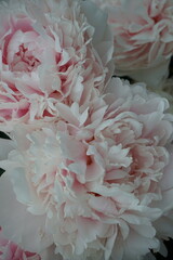 pink peonies sarah bernard