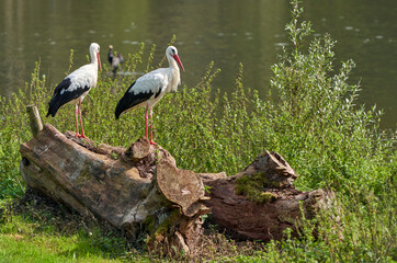 A pair of white storks near the pond