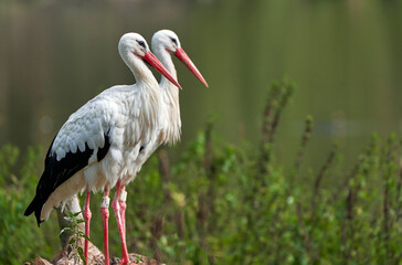 A pair of white storks near the pond