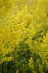 Bright yellow plant Galium verum