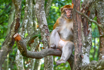 Naklejka premium Macaque in the natural surroundings 