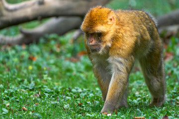 Macaque in the natural surroundings 