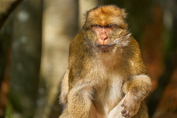 Macaque close-up portrait in the natural surroundings 